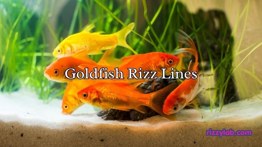 Goldfish Rizz Lines